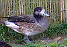 Chiloe Wigeon Soper